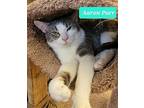 Aaron Purr, Domestic Shorthair For Adoption In Richmond, Indiana