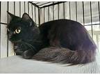 Zelda, Domestic Mediumhair For Adoption In Myrtle Beach, South Carolina