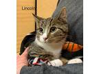 Lincoln, Domestic Shorthair For Adoption In Springfield, Pennsylvania