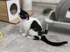 Janet, Domestic Shorthair For Adoption In Greenville, Pennsylvania