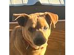 Adopt HALEY a Feist, Carolina Dog