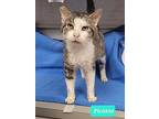 Picatso-sponsored, Domestic Shorthair For Adoption In Richmond, Indiana
