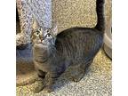Mable, Domestic Shorthair For Adoption In Merriam, Kansas