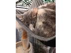 Callie, Domestic Shorthair For Adoption In Richmond, Indiana