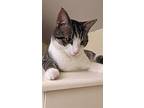 Bootsie, Domestic Shorthair For Adoption In Rochester, New York