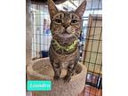 Leandra-sponsored, Domestic Shorthair For Adoption In Richmond, Indiana