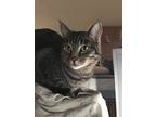 Nicco, Domestic Shorthair For Adoption In Temple, Texas