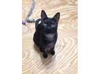 Bonnie, Domestic Shorthair For Adoption In Temple, Texas