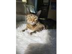 Stormi, Domestic Shorthair For Adoption In La Jolla, California