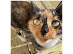 Miss No Name, Calico For Adoption In Myrtle Beach, South Carolina