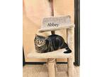 Abbey, Domestic Shorthair For Adoption In Springfield, Pennsylvania