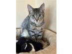 Aaron, Domestic Shorthair For Adoption In Rochester, New York