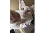 Abu, Turkish Van For Adoption In Torrance, California