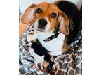Adopt Ruby a Beagle