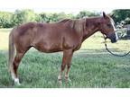 Super Broke AQHA Mare