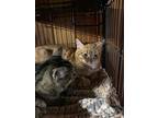 Bianca And Luigi, Domestic Shorthair For Adoption In Adjala, Ontario