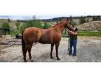 2 Beautiful Texas ranch horses