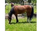 Dutch Warmblood QH cross