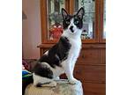 Delilah, Domestic Shorthair For Adoption In Brick, New Jersey