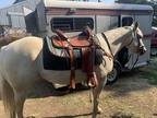 Gorgeous AQHA Palomino Mare