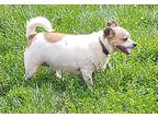 Buddy, Jack Russell Terrier For Adoption In Oberlin, Ohio