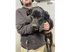 Hera, American Pit Bull Terrier For Adoption In Bartlesville, Oklahoma