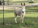 White Jack Donkey