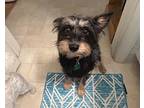 Billy Bob, Terrier (unknown Type, Small) For Adoption In Marquette, Michigan