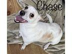 Chase, Jack Russell Terrier For Adoption In Monroe, North Carolina