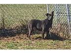 Dobby, Labrador Retriever For Adoption In Oberlin, Ohio