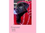 Prancer, Labrador Retriever For Adoption In Boerne, Texas