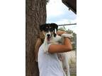 Bailey, Fox Terrier (smooth) For Adoption In Flagstaff, Arizona