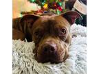 Beetle, American Pit Bull Terrier For Adoption In Bryan, Texas