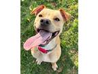 Olivia, Labrador Retriever For Adoption In Chambersburg, Pennsylvania