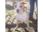 Banksy, American Pit Bull Terrier For Adoption In Bryan, Texas
