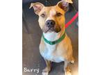 Barry, American Pit Bull Terrier For Adoption In Valparaiso, Indiana