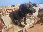 Buddy, Labrador Retriever For Adoption In Gladwin, Michigan