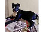 Sheba, American Staffordshire Terrier For Adoption In Staten Island, New York