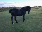 2 Percheron Purebred Mares