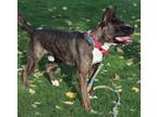 Mars, American Pit Bull Terrier For Adoption In Walla Walla, Washington