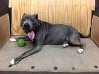 Bako, American Staffordshire Terrier For Adoption In Staten Island, New York