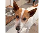Bella, Jack Russell Terrier For Adoption In Boerne, Texas