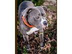 Buster, American Pit Bull Terrier For Adoption In Merriam, Kansas