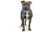 Scotty, Border Terrier For Adoption In Merriam, Kansas
