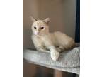 Adopt Bonfire a Siamese