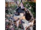 Ralphie, Border Terrier For Adoption In Merriam, Kansas