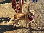 Shotgun, Labrador Retriever For Adoption In Cumming, Georgia