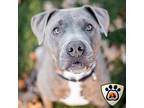 Hercules, Border Terrier For Adoption In Merriam, Kansas