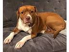 Jenna - *super Urgt* Needs Immed Foster, American Staffordshire Terrier For