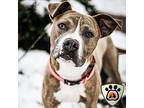 Reggie, Border Terrier For Adoption In Merriam, Kansas